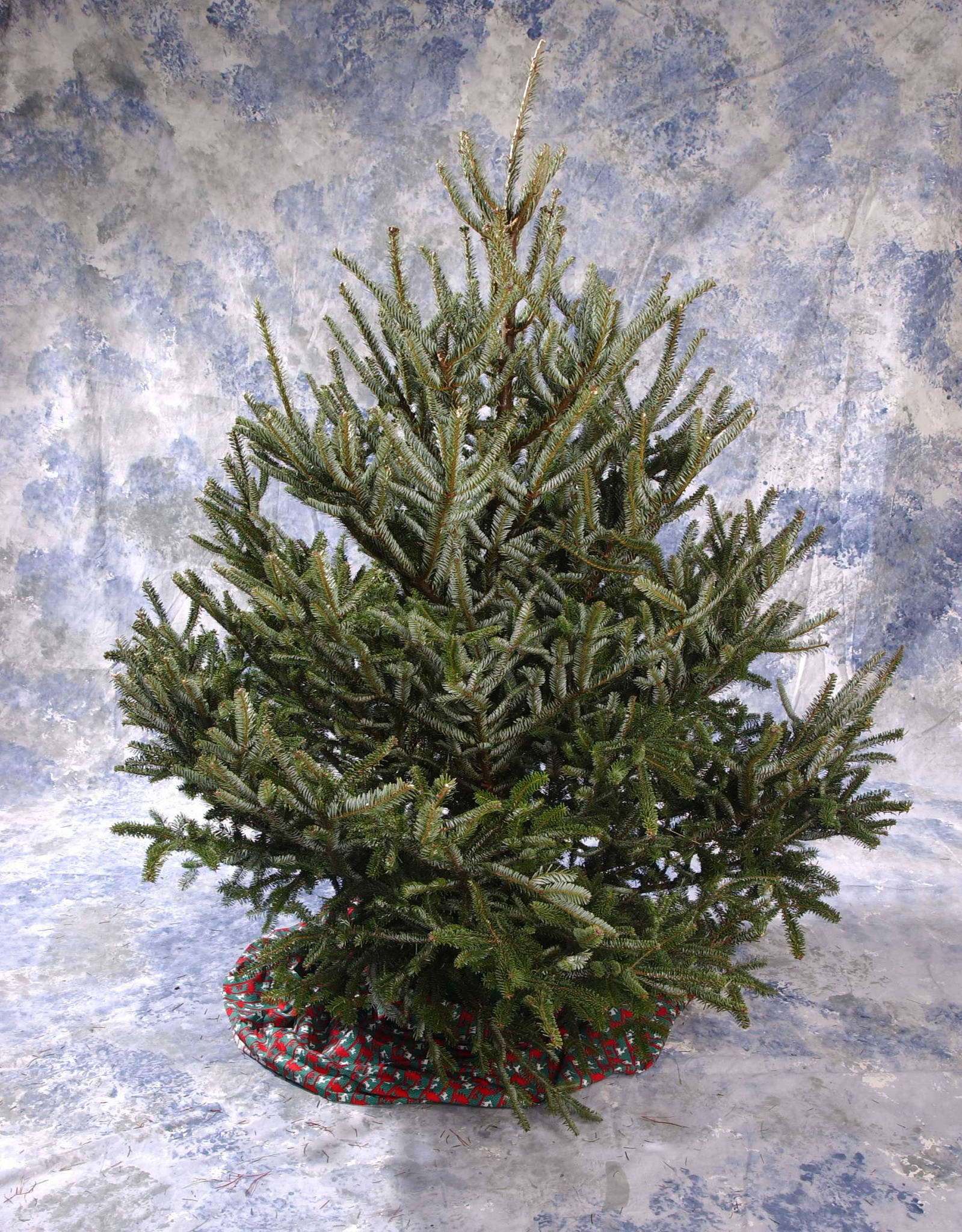 Tips to making your Christmas tree last