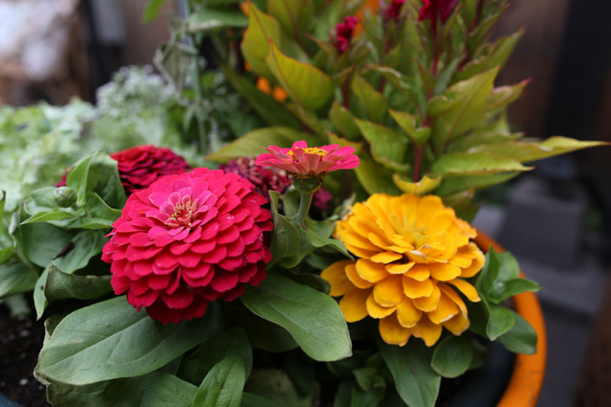 are zinnia plants poisonous to dogs and cats
