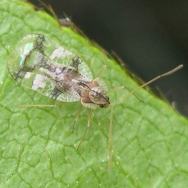 Azalea lace bug
