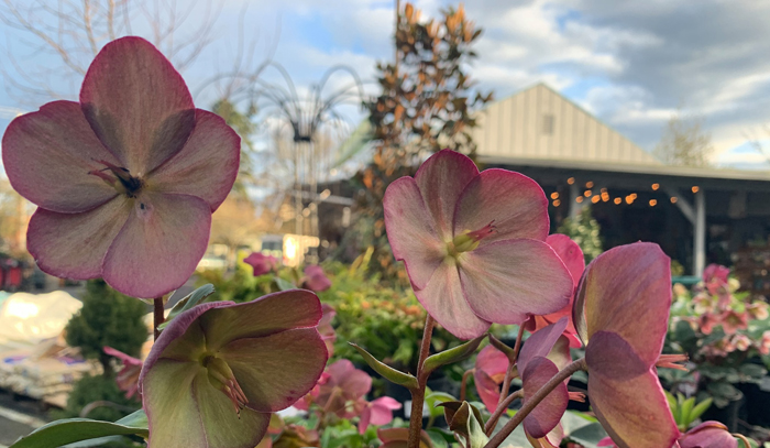 Farmington Gardens and Floral – Hillsboro