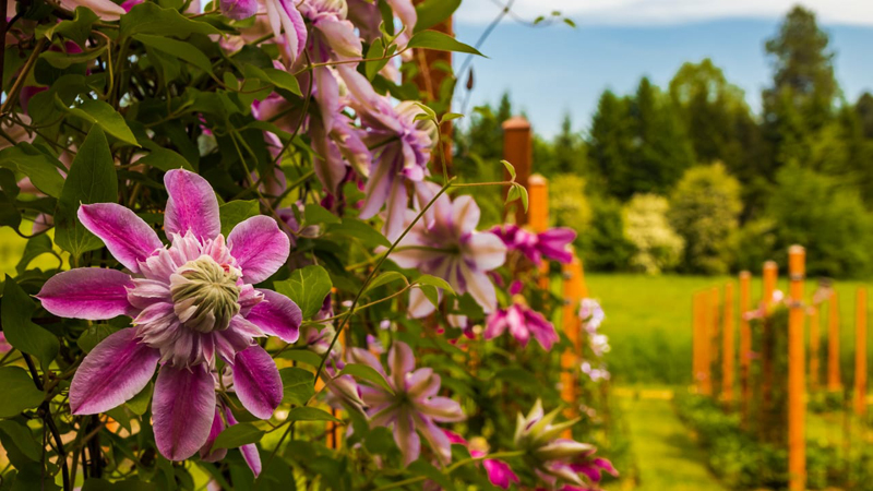 Boost your flower power with an afternoon at the Rogerson Clematis Garden in West Linn, home to nearly 100 varieties of garden-friendly clematis. (Photo by MtHoodTerritory.com)