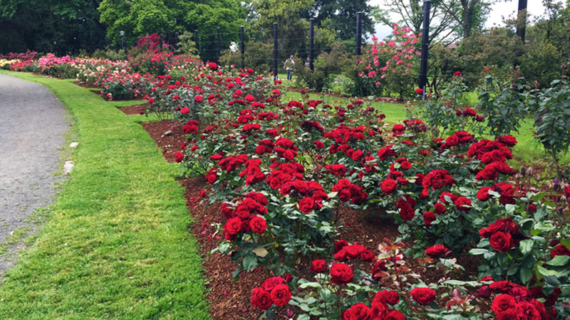 Bask in the heavenly fragrence of peak-summer roses at the Owen Rose Garden in Eugene. (Photo by Sally McAleer / Eugene, Cascades & Coast)