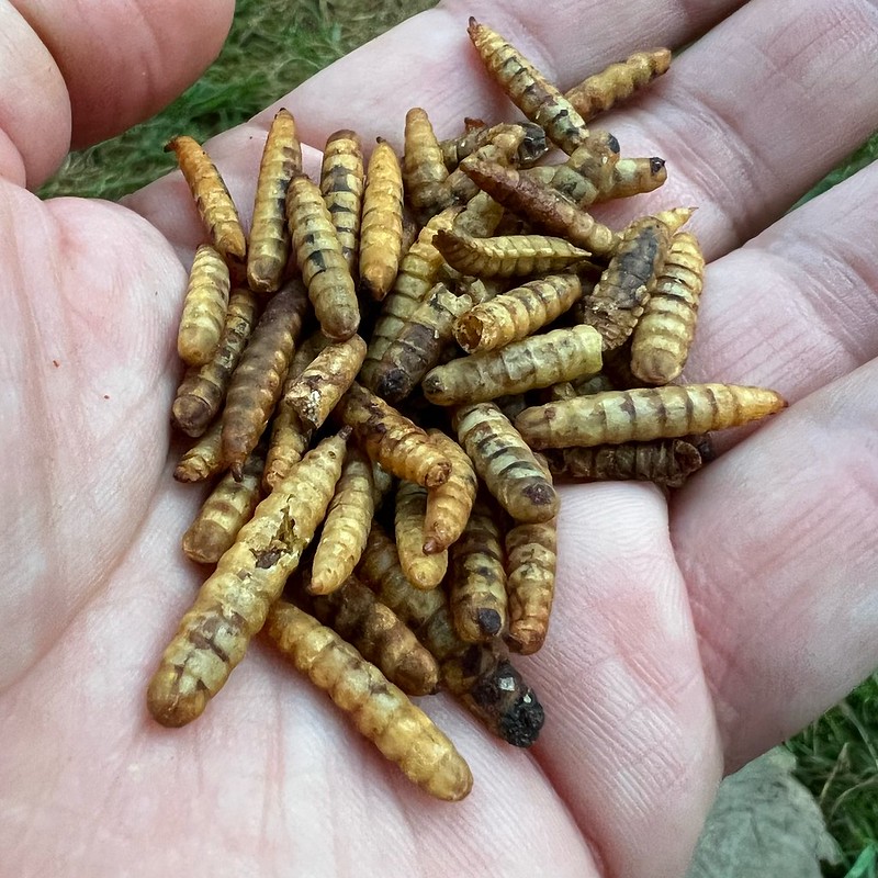 Don’t worry, maggots help break down compost pile