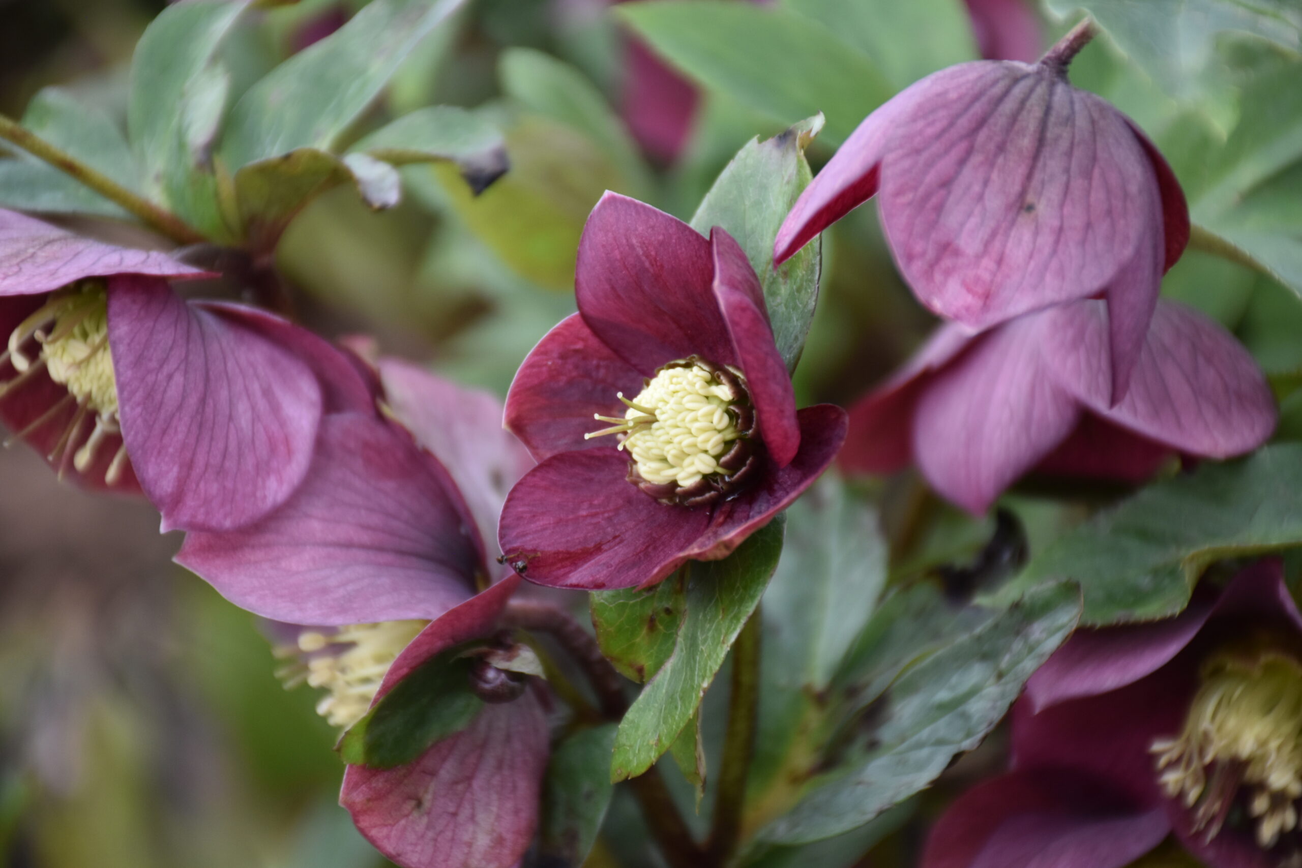 Out in the Garden to host Happy Hellebore Days 2023 in February