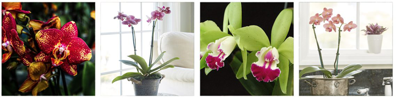 Orchids are a beautiful and mysterious species