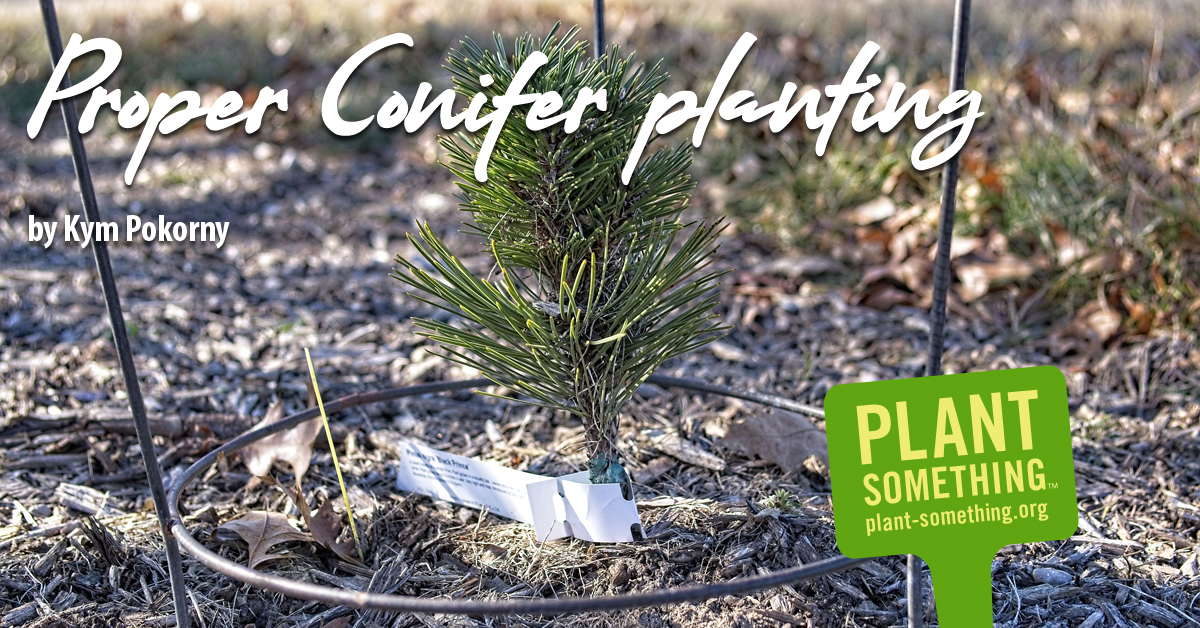Proper conifer planting