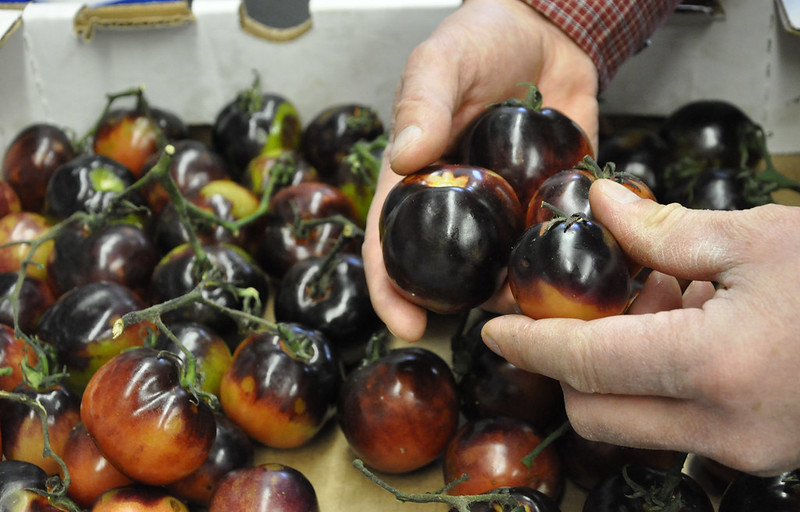 OSU breeding program produced first purple tomatoes with healthy antioxidants
