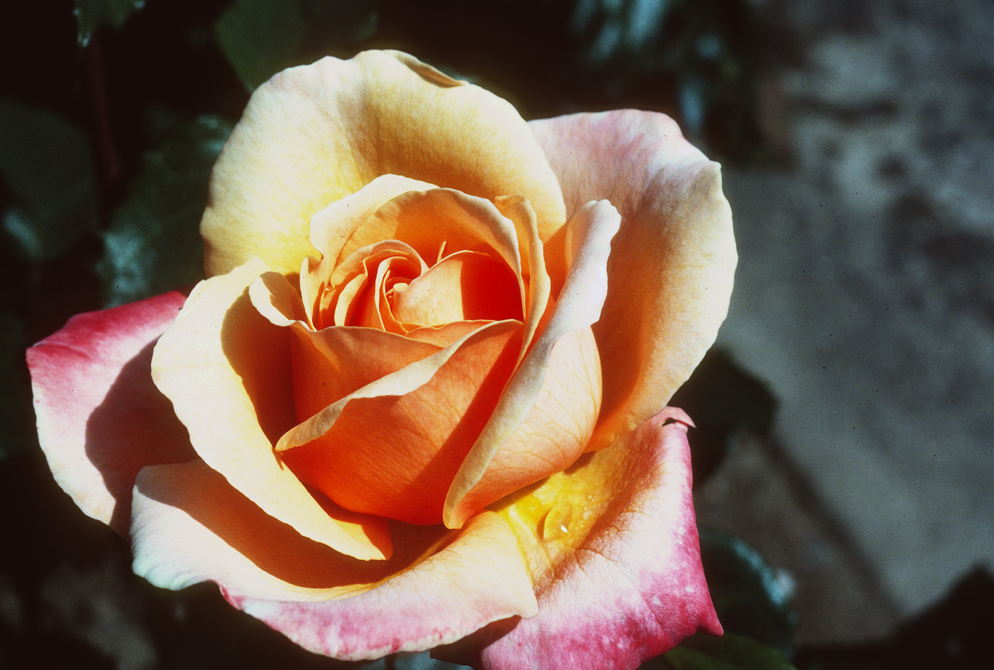 Roses: When to plant and prune