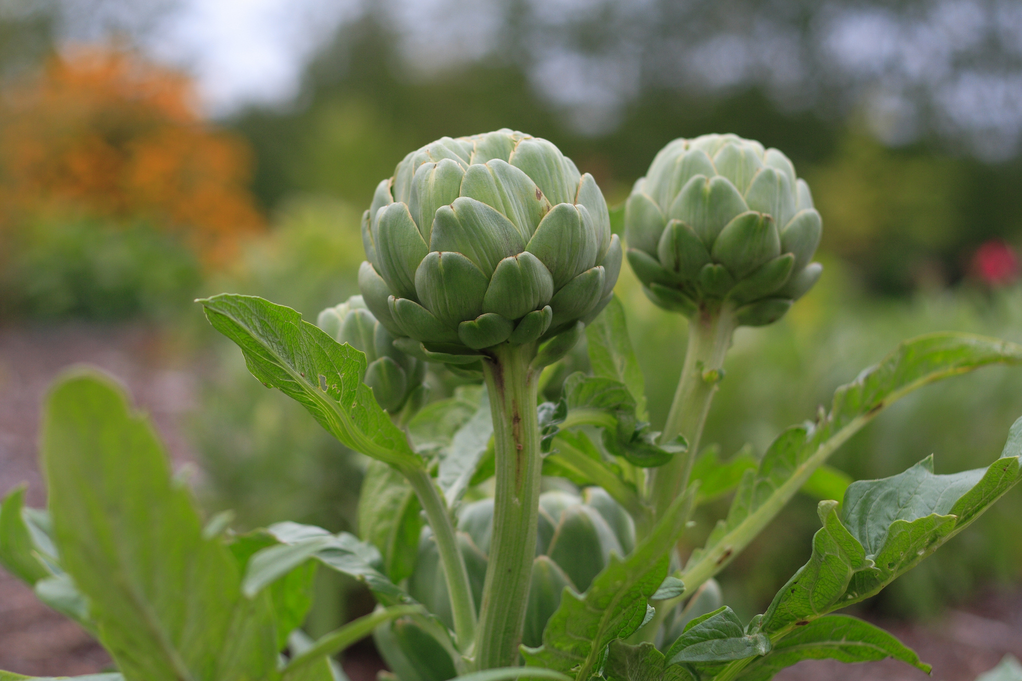 Growing artichokes: Peeling off the mystery