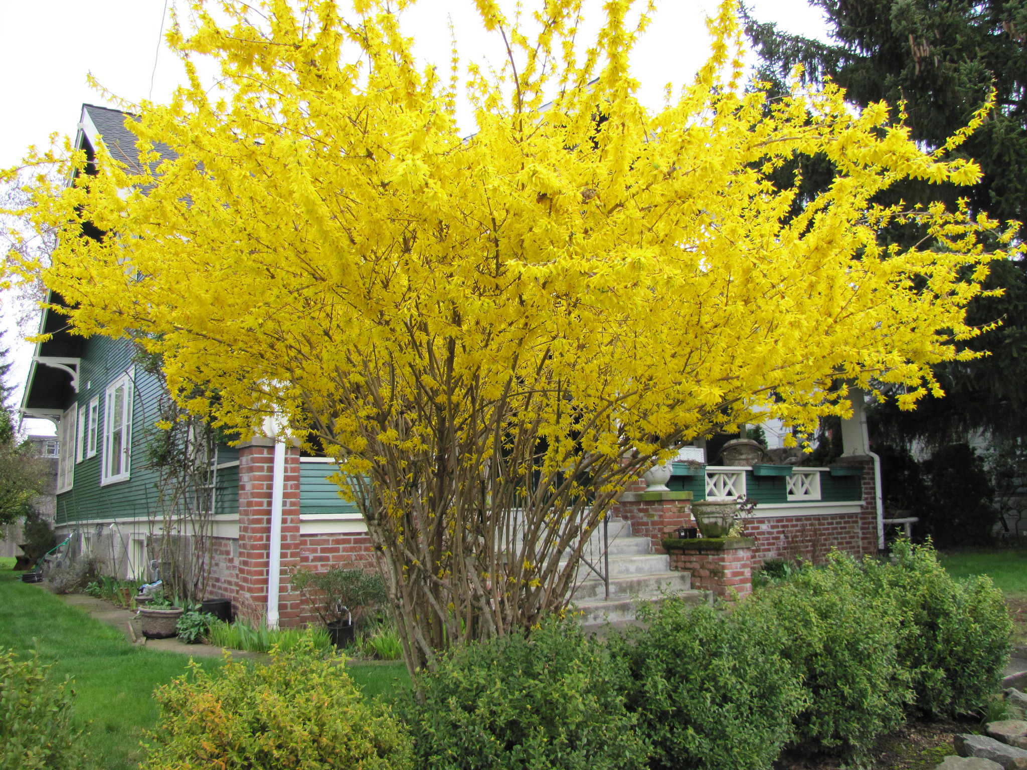 A spring-blooming shrub like forsythia should be pruned after it flowers so that the following year it lives up to its potential.