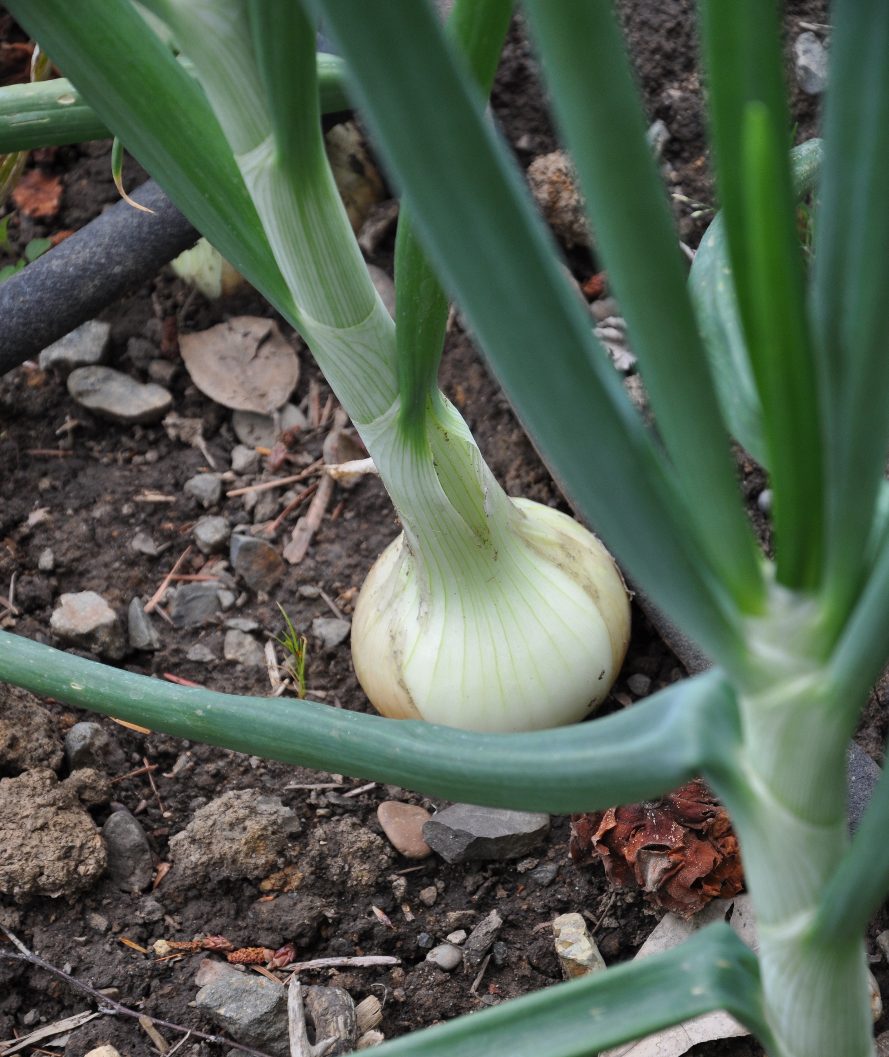 Plant early for bigger onions