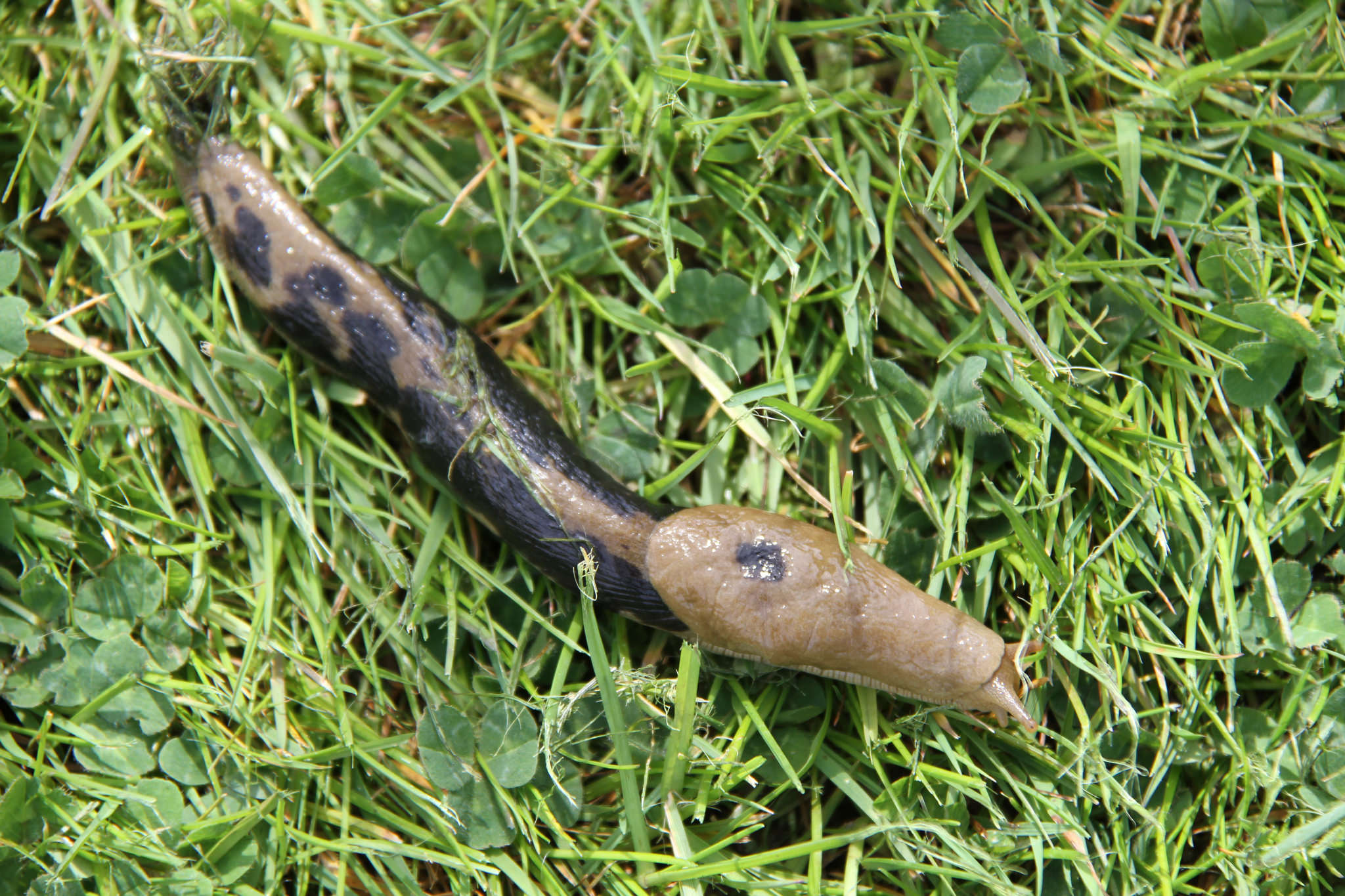 Slug it out with spring’s slimy pests