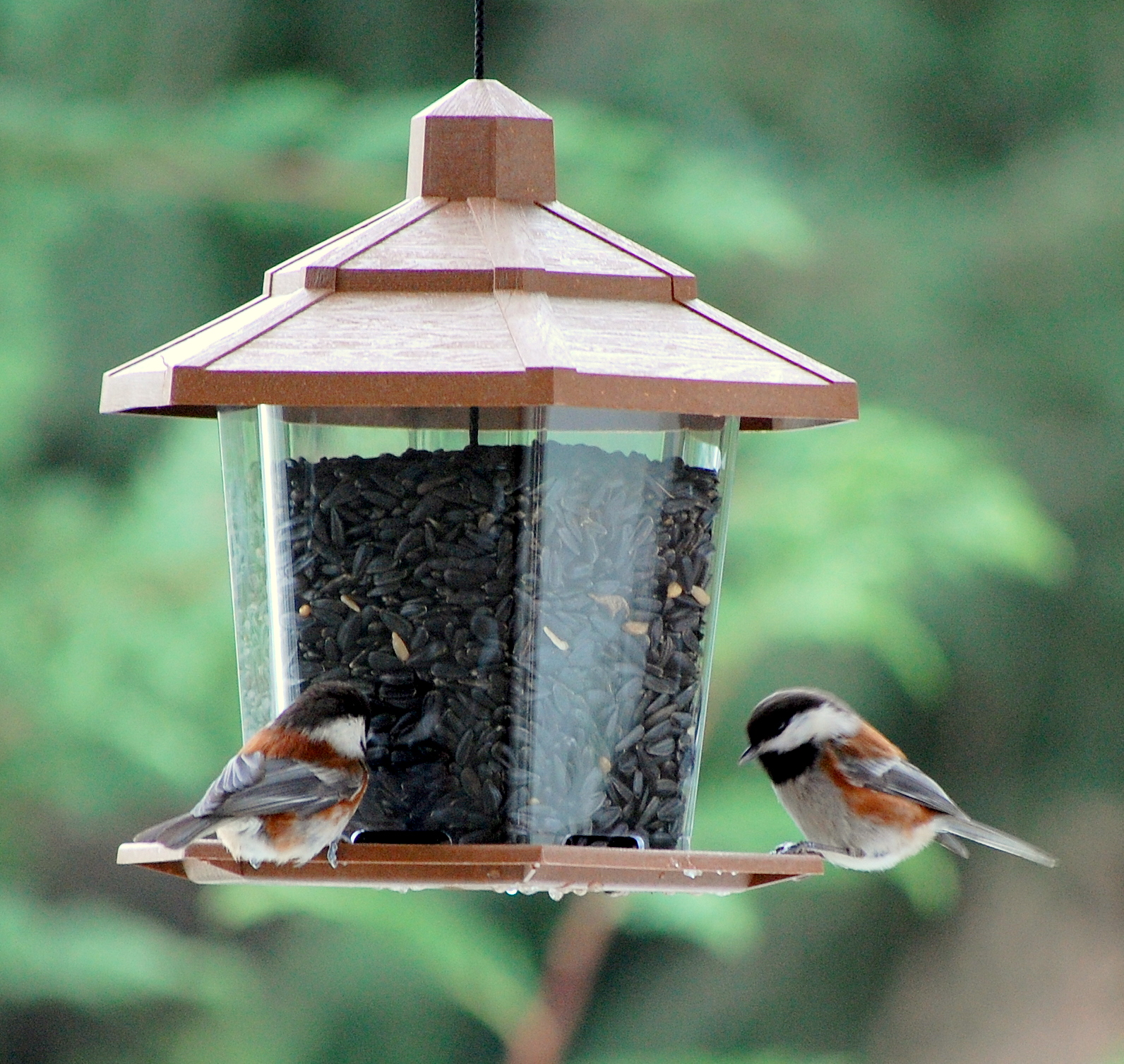 Birds welcome variety that comes with backyard feeders