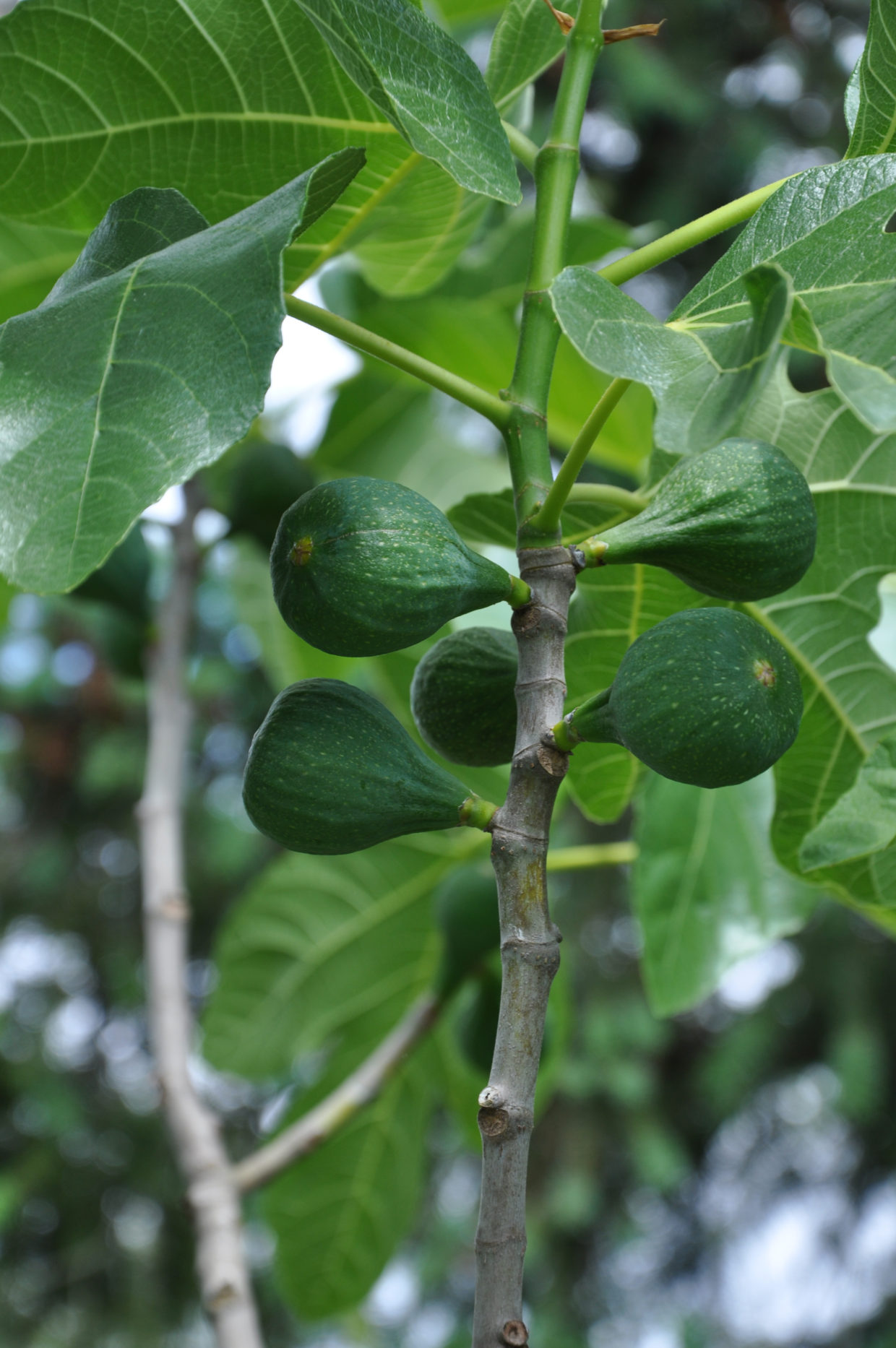 Figs grow fine in Western Oregon – Plant Something Oregon