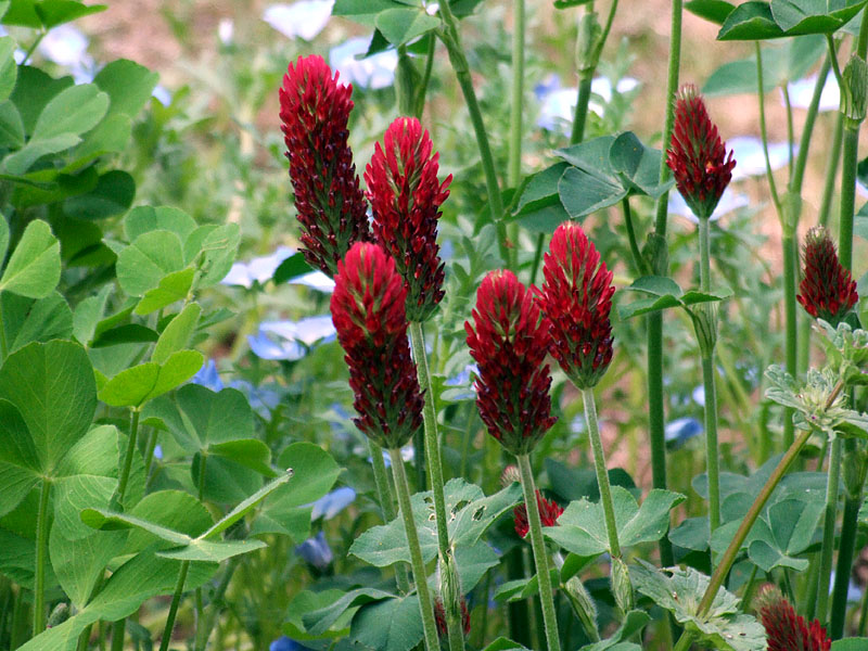 Cover crops benefit vegetable beds
