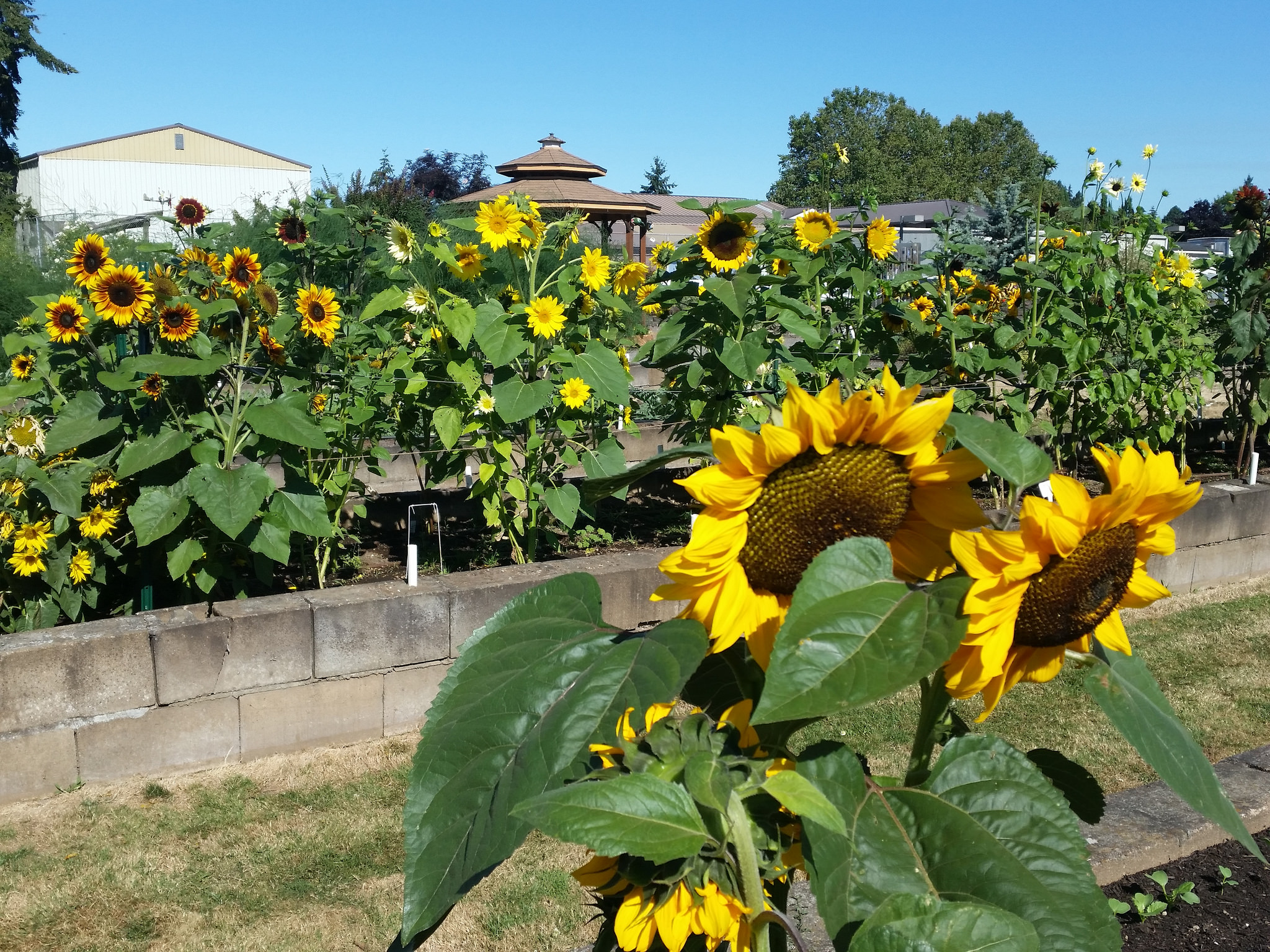 Sunflowers burst onto scene with new personalities