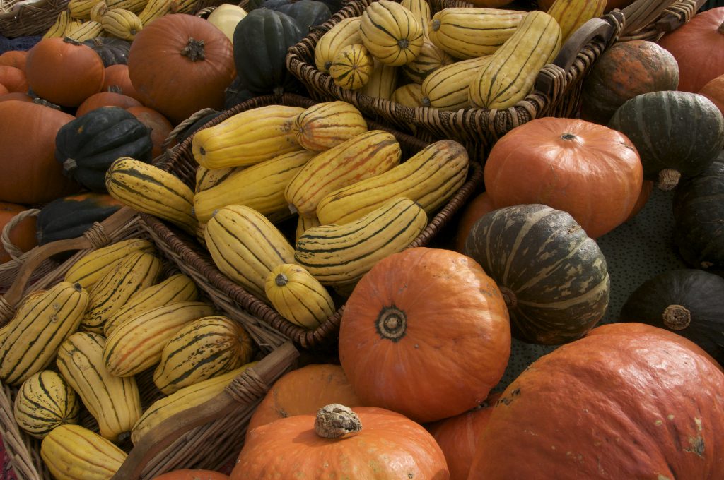 When to plant pumpkins in oregon information