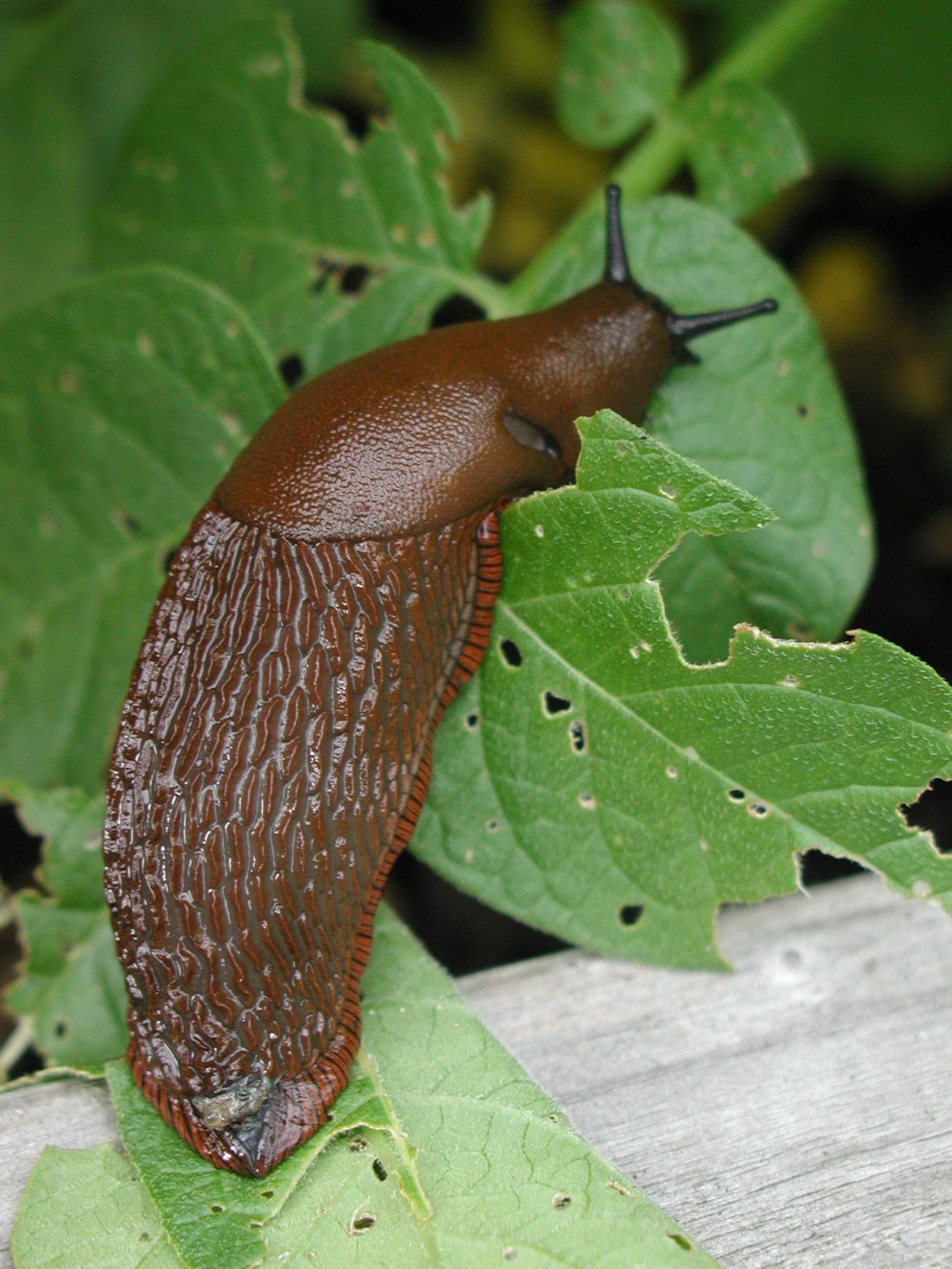 Are slugs good for plants information