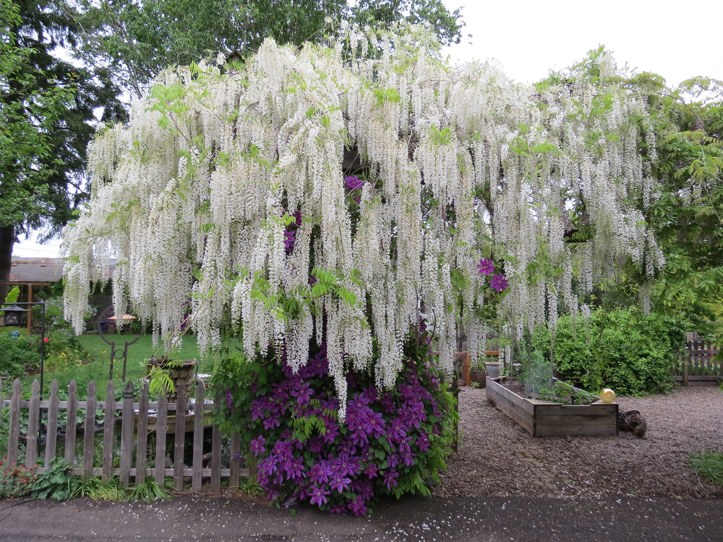 Wisteria care: Get out your clippers twice a year and go to town