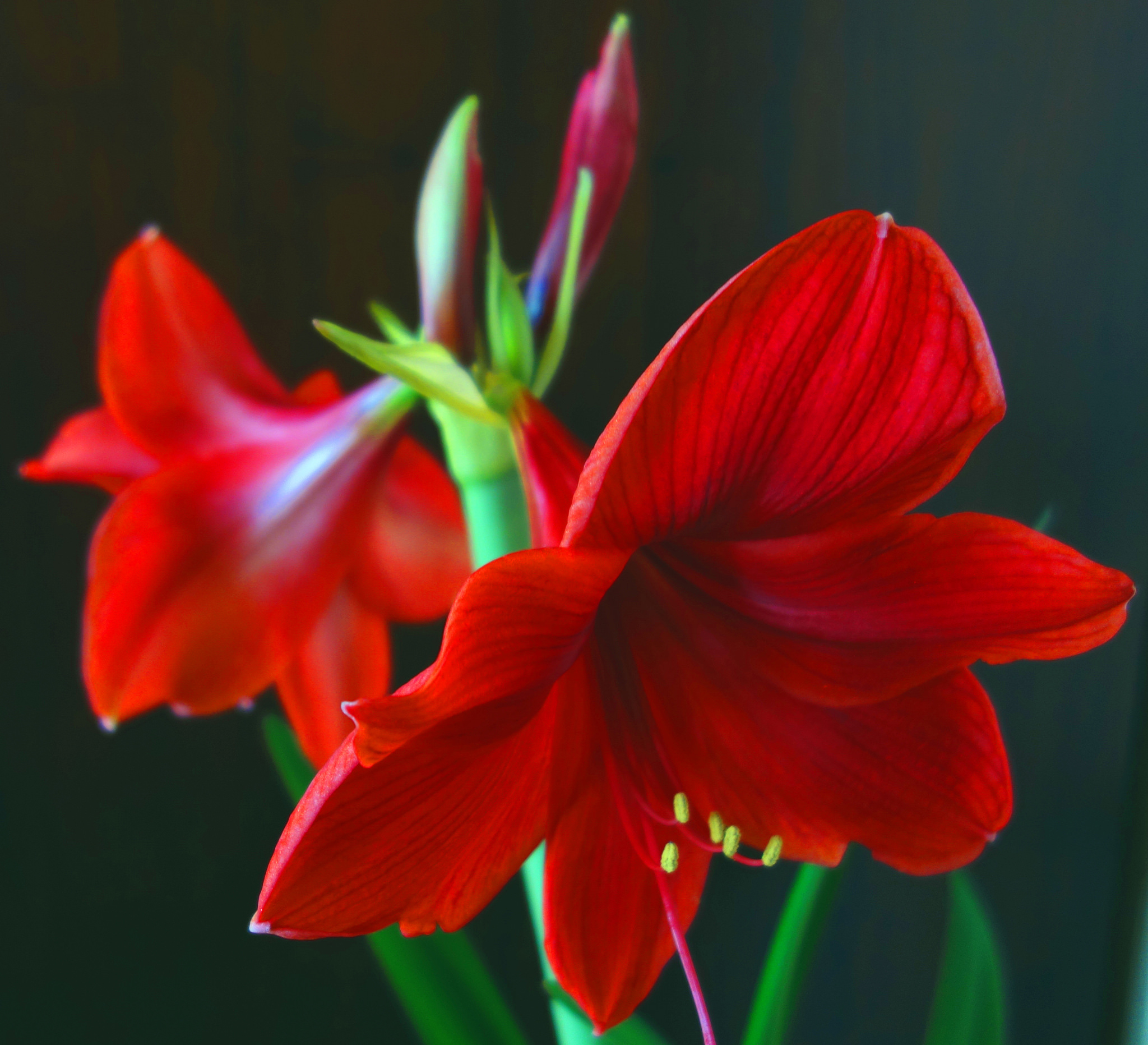 Give amaryllis a little push for luscious indoor bloom