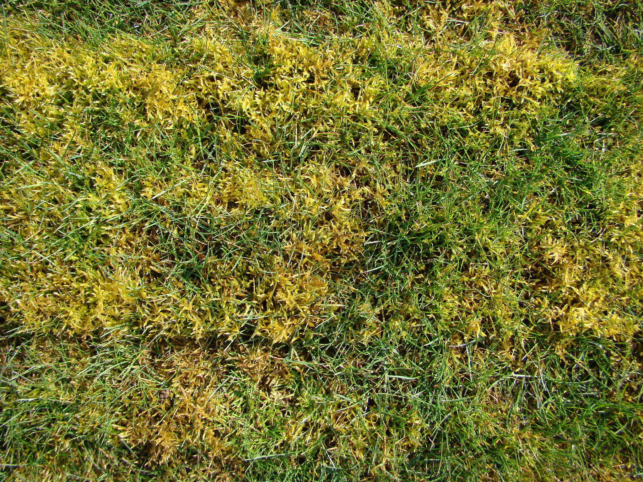 Control moss in the lawn by keeping grass healthy
