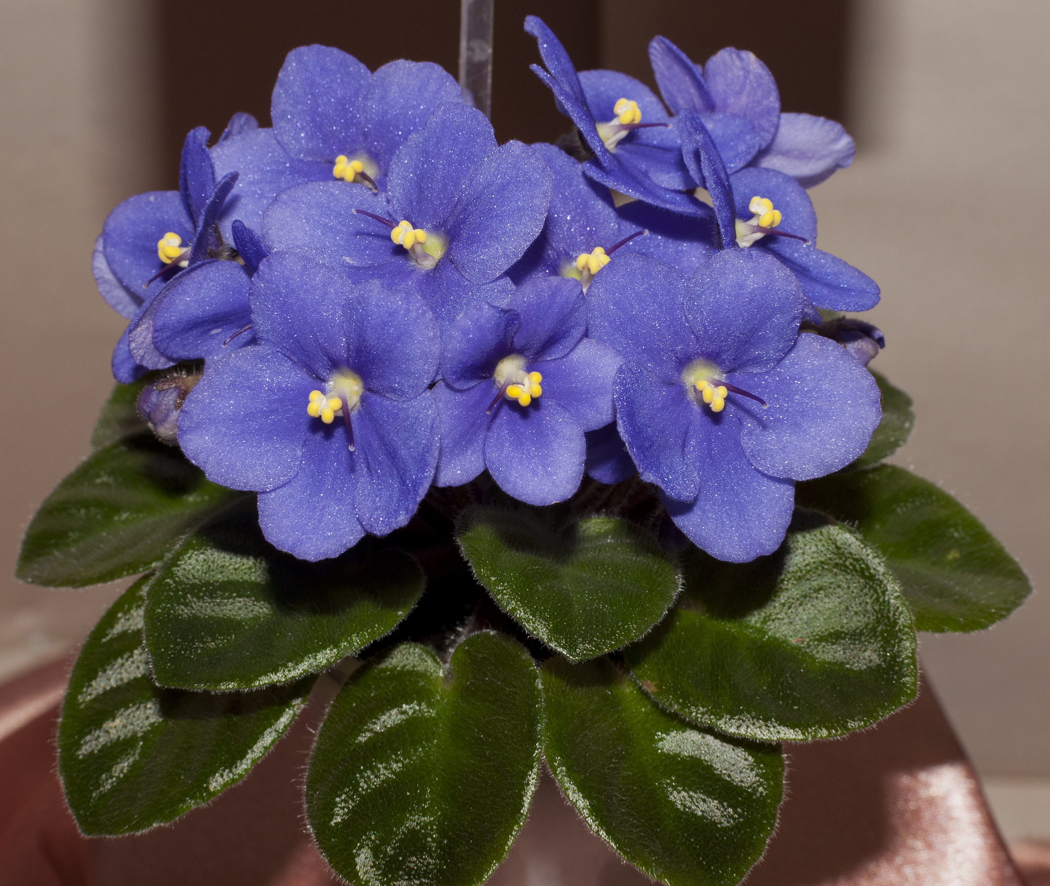 Give charming winter-blooming plants as holiday gifts
