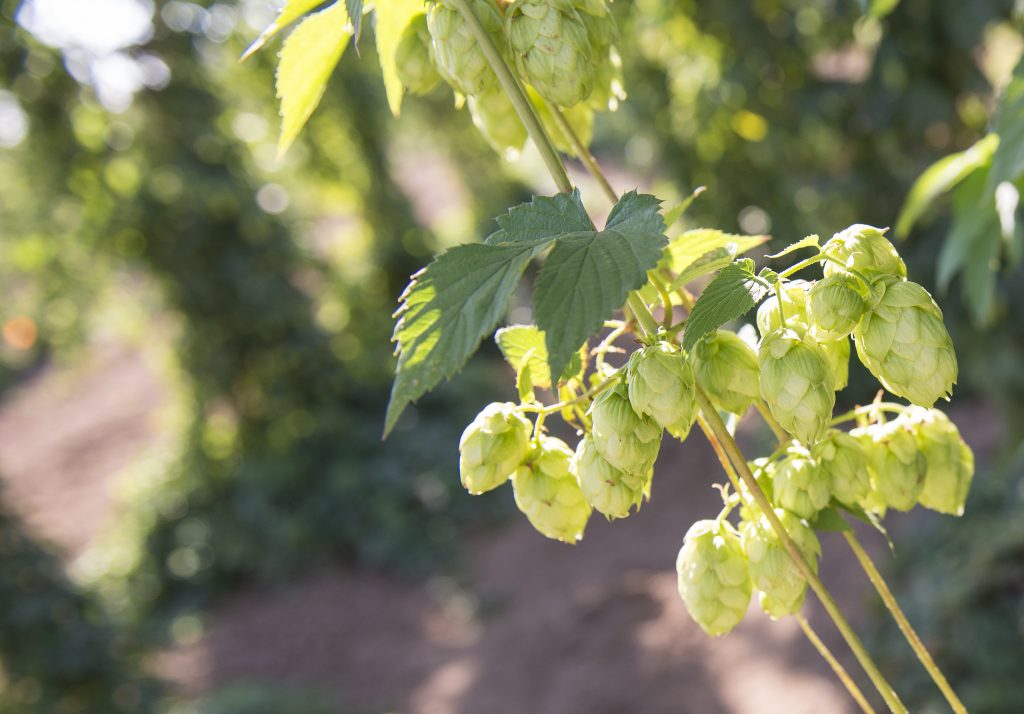 growing hops for brewing