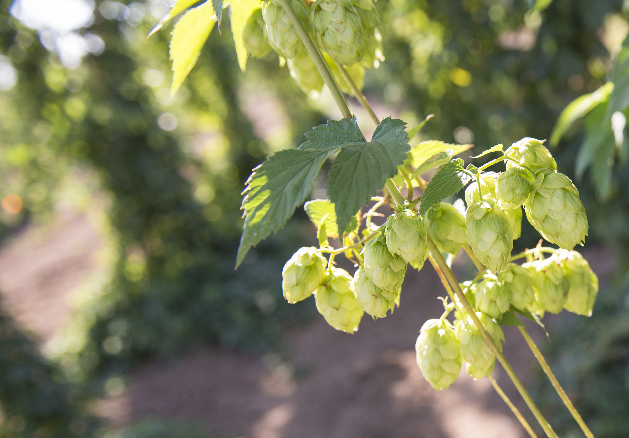 Brewing beer? Go a step further and grow your own hops