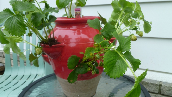 No room for vegetables? Pot up your plants