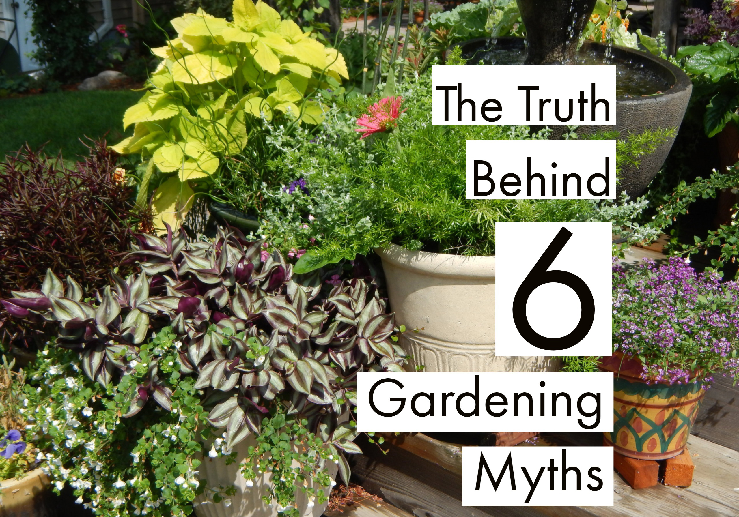 What’s the truth behind 6 gardening myths?