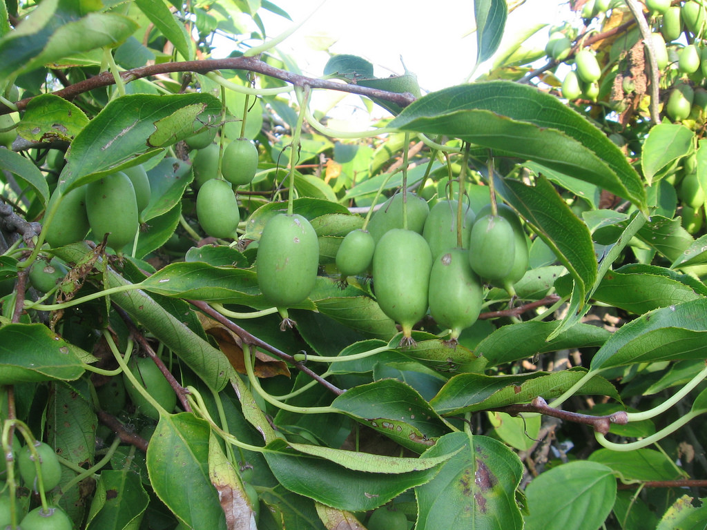Expert tips for growing kiwifruit