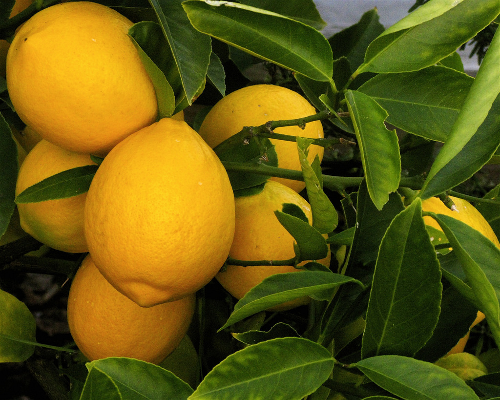 Pucker up, it’s time to talk lemons