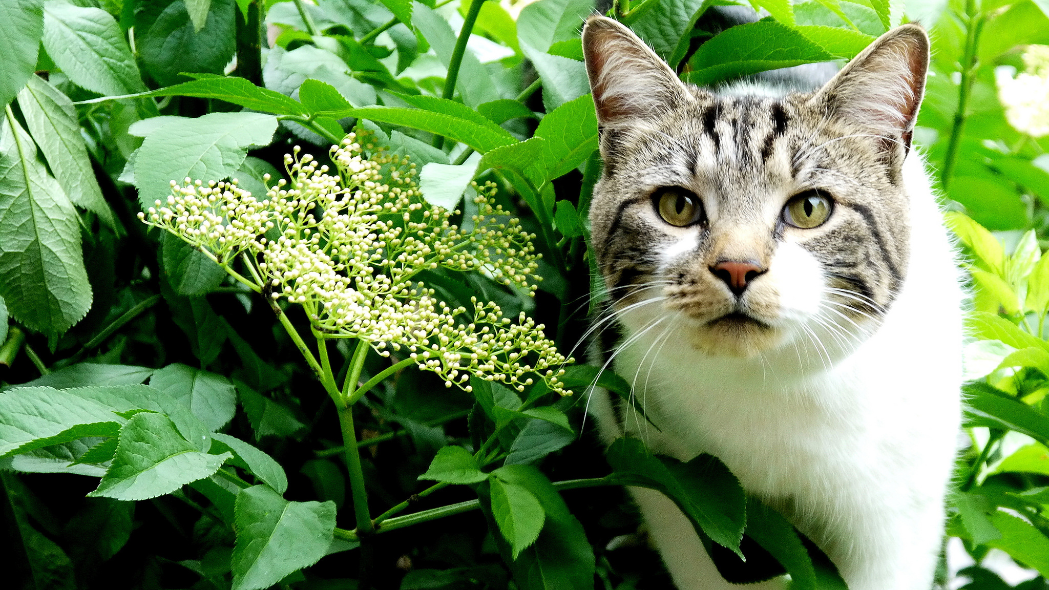 How to keep frustrating felines out of the garden