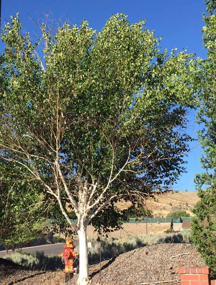 Serious pest targets popular white-bark birch trees