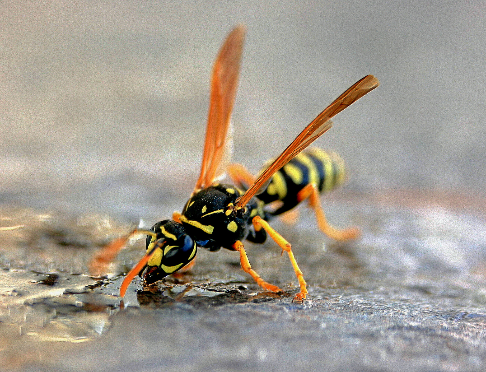 Drought driving more yellowjackets into backyards this year
