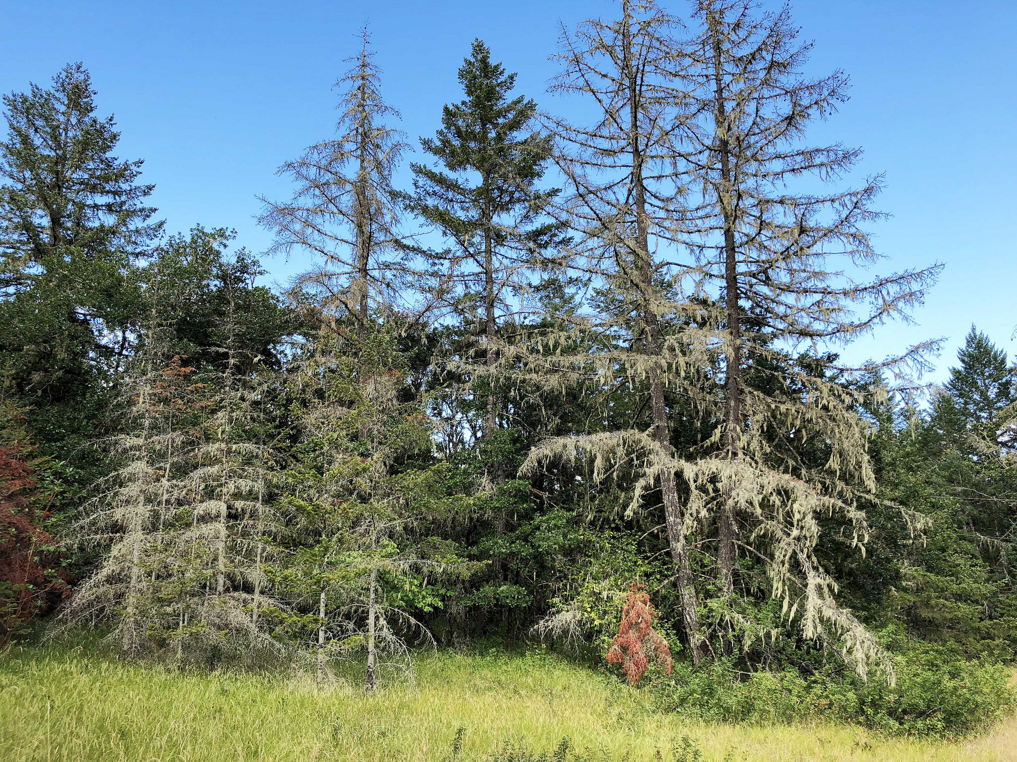 Conifers – especially Doug-firs – are suffering from drought