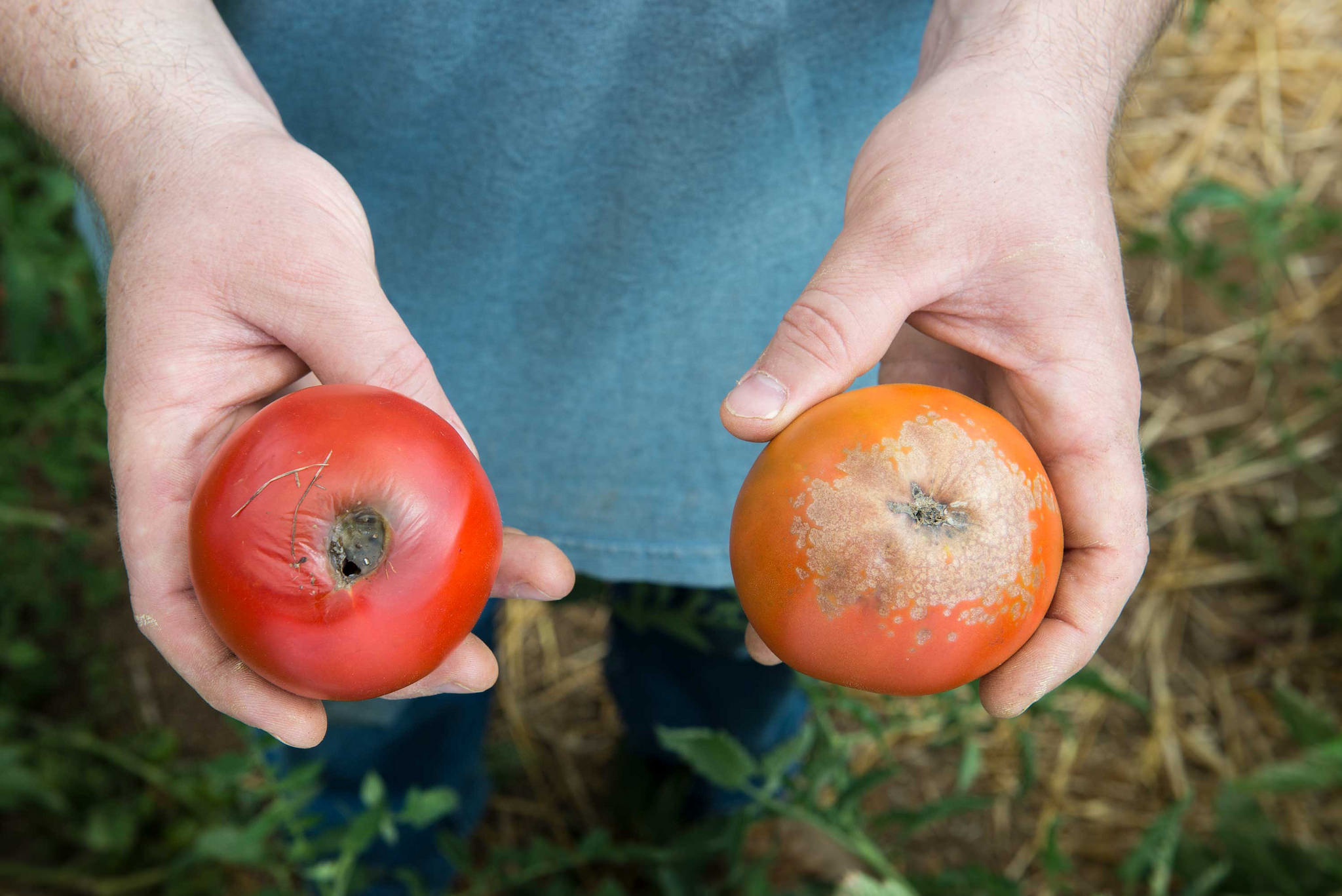 Planning now brings a good tomato season next year