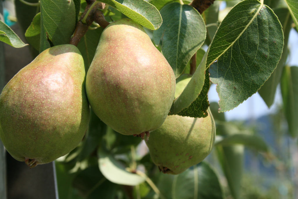 Know when it’s time to pick pears and apples