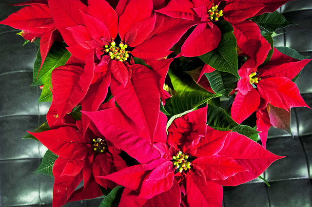 Start now to get beautiful poinsettias at the holidays
