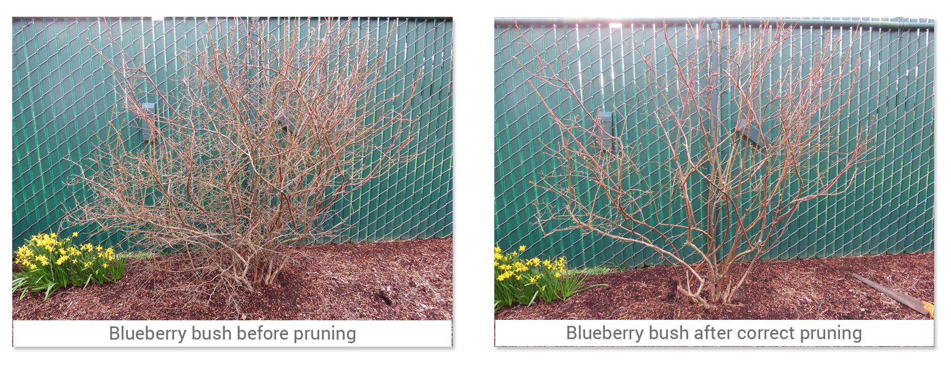 Pick up the pruners and head for the blueberries