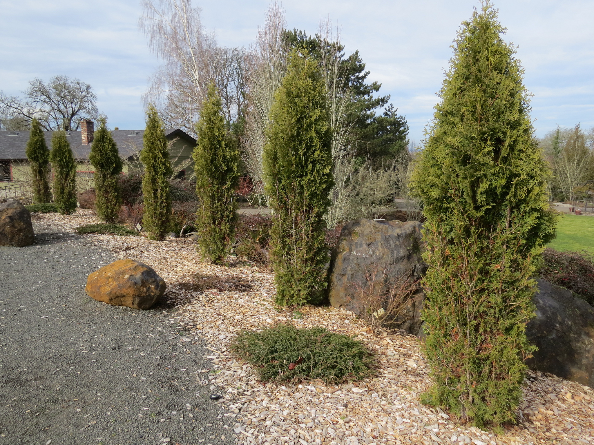 Arborvitae stands tall as a low-maintenance hedge
