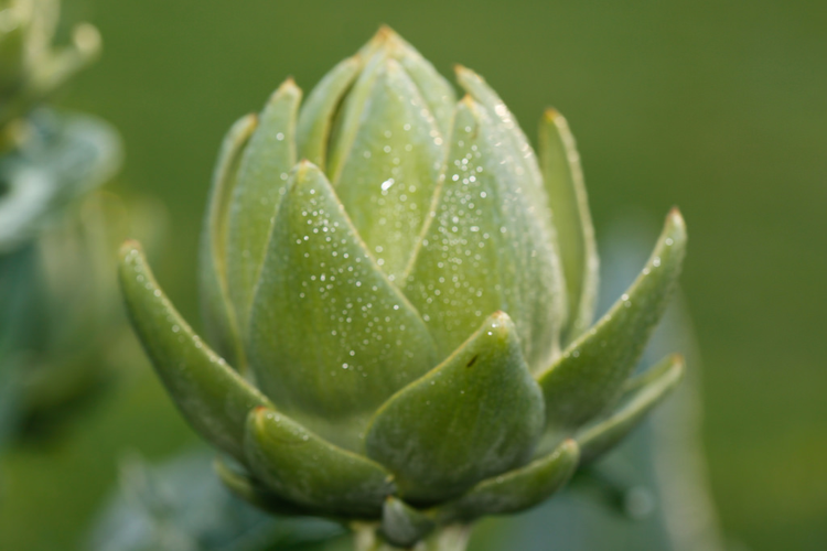 Peel off the layers of growing artichokes