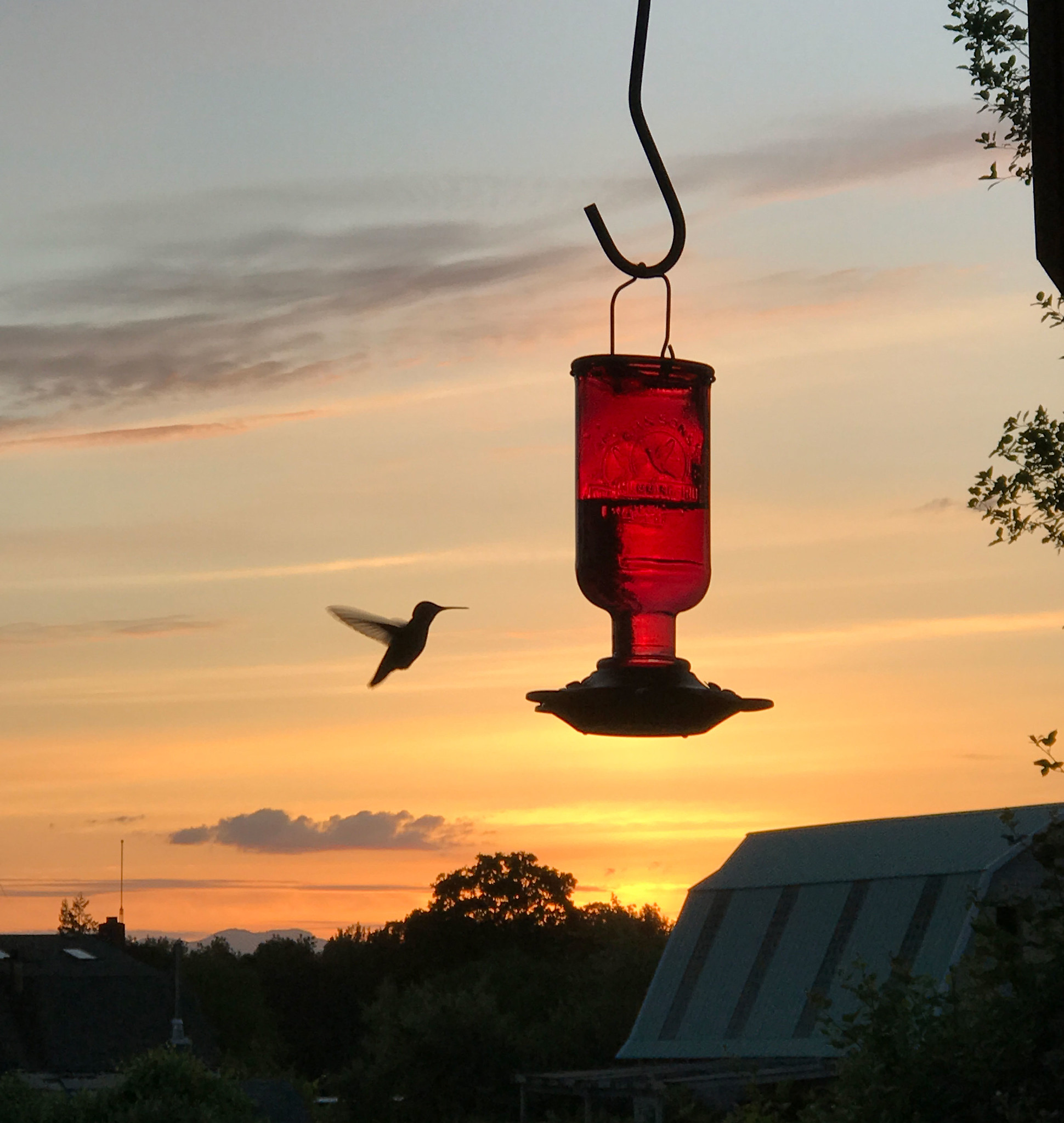 Offer nectar to tempt hummingbirds to the garden