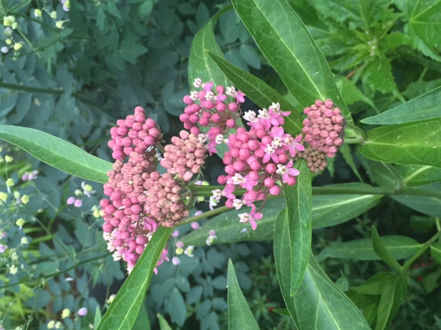Attracting monarch butterflies with milkweed plants – Plant Something ...