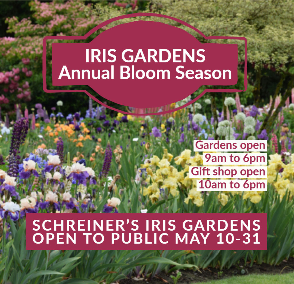 Annual celebration of Irises at Schreiner’s Iris Gardens Plant