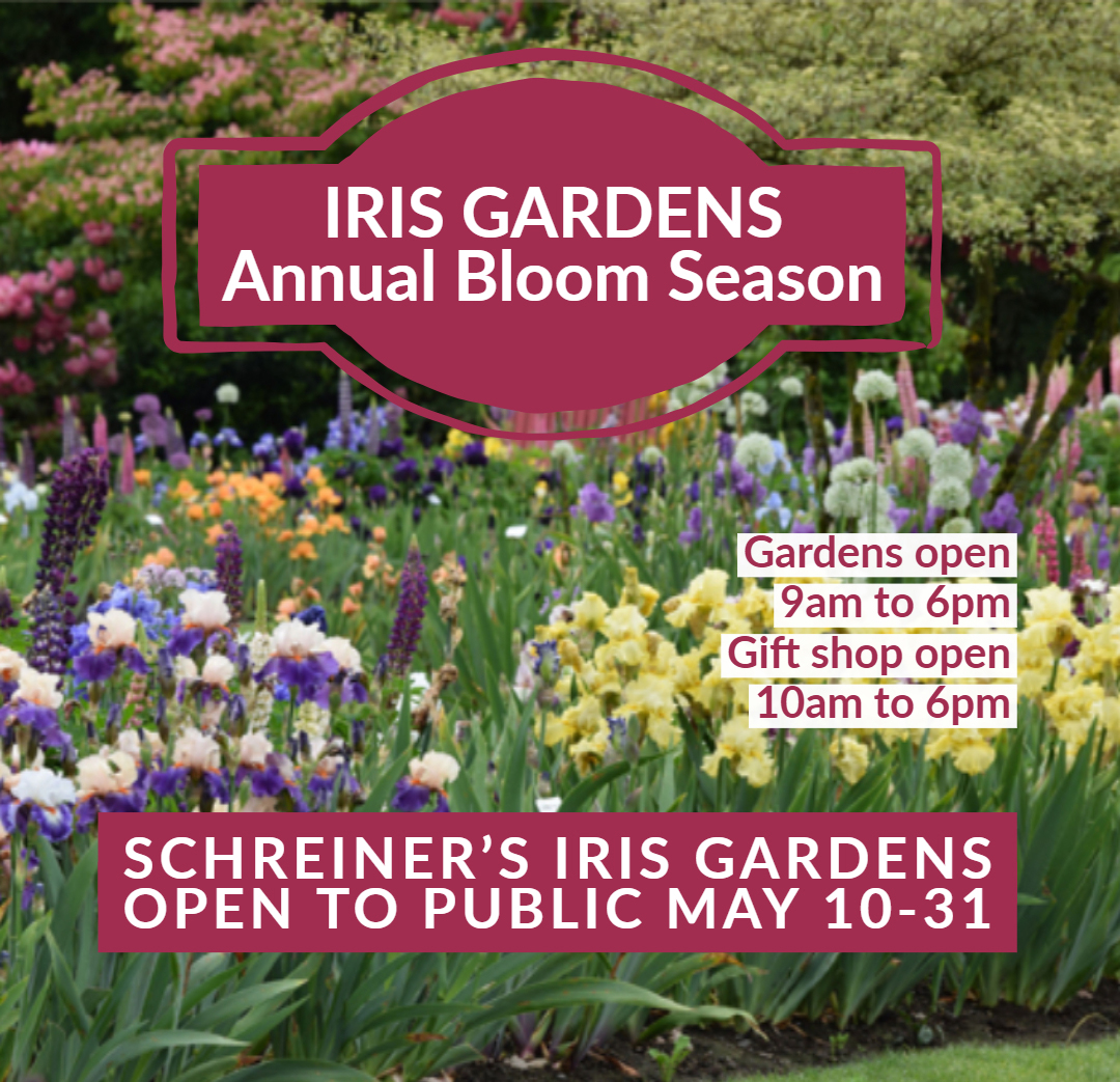 Annual celebration of Irises at Schreiner’s Iris Gardens