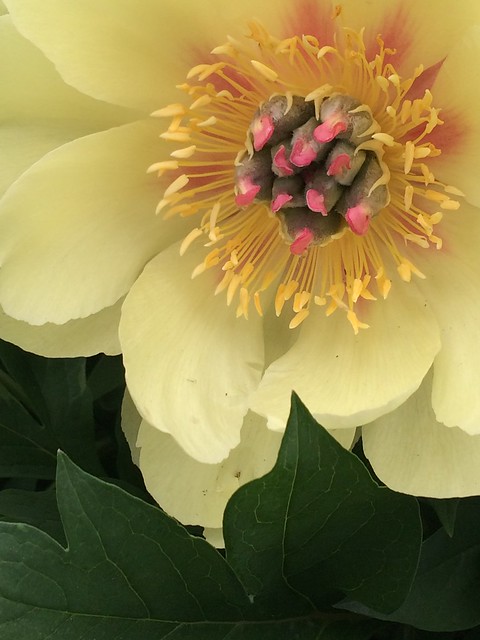 Peonies come in many colors and forms, including herbaceous, Itoh and tree. Photos by Ann Murphy.