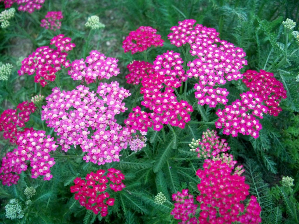 10 low-water perennials that thrive in dry situations – Plant Something ...