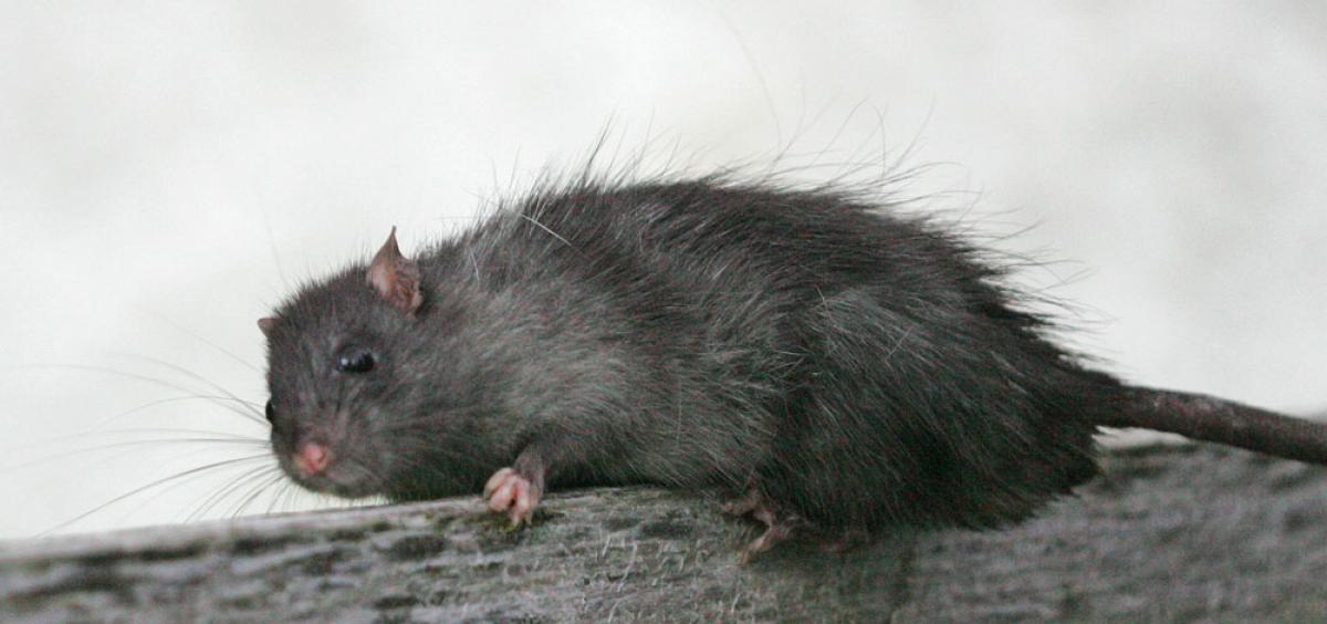 Tips for keeping rats out of home and garden