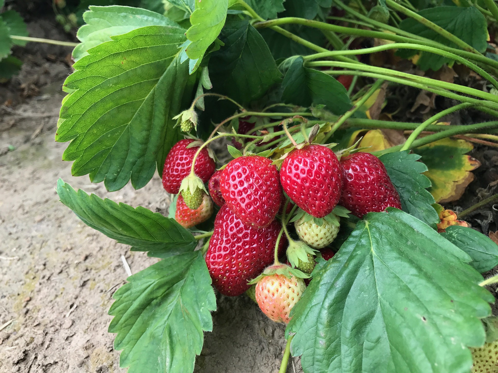 Add strawberries to the garden for a sweet harvest